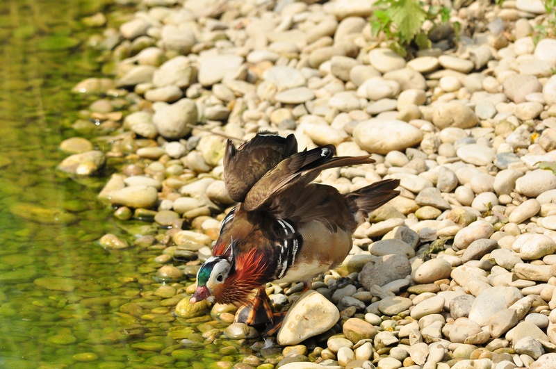 Avifauna humor